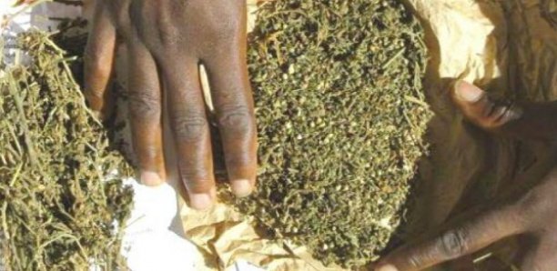 Trafic de drogue à Mbour: Un cultivateur tombe avec 05 kg