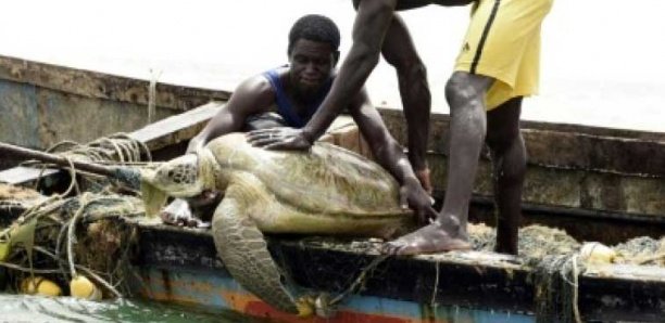 Protection des tortues marines et des oiseaux de mer : 62 prises accidentelles enregistrées dans 7 pays