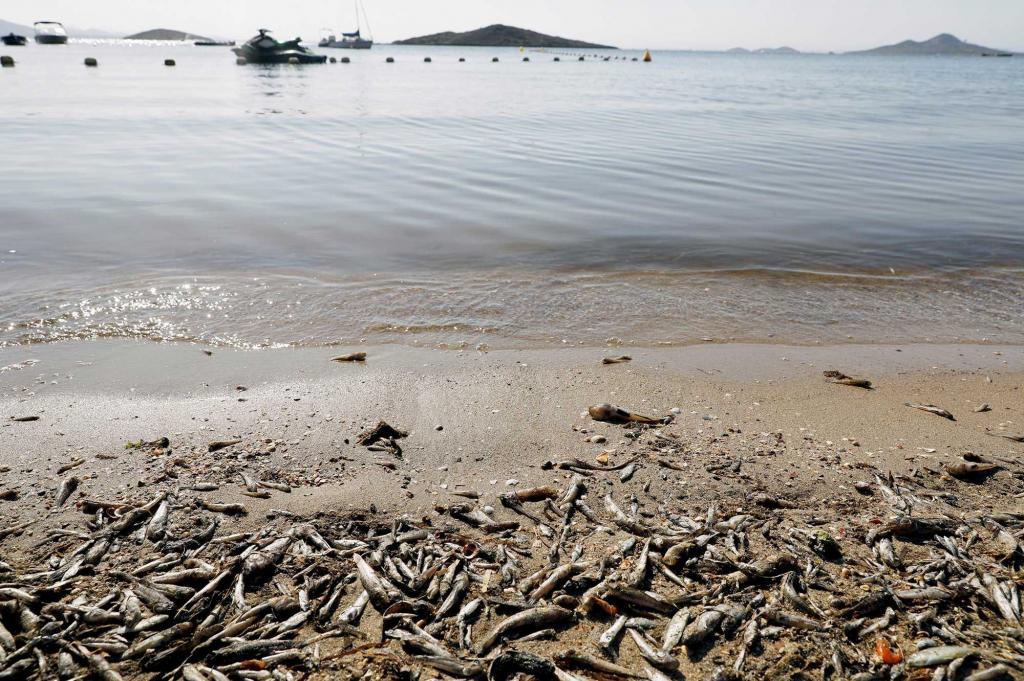 Cap-Skirring : Les mystérieuses vagues de poissons morts