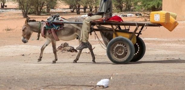 Un charretier qui a tué son collègue pour une dette de 10 000 FCFA