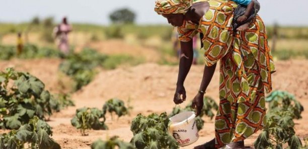 Insécurité alimentaire : Le Sénégal parmi les pays qui ont besoin d’une aide extérieure (FAO)