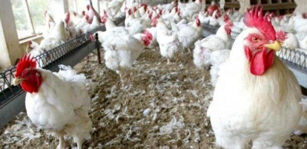 SÉNÉGAL : Risque de pénurie de poulets à l’approche des fêtes de fin d’année