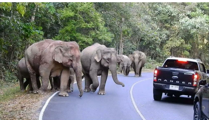 Ouganda: un touriste saoudien tué par un éléphant dans un parc