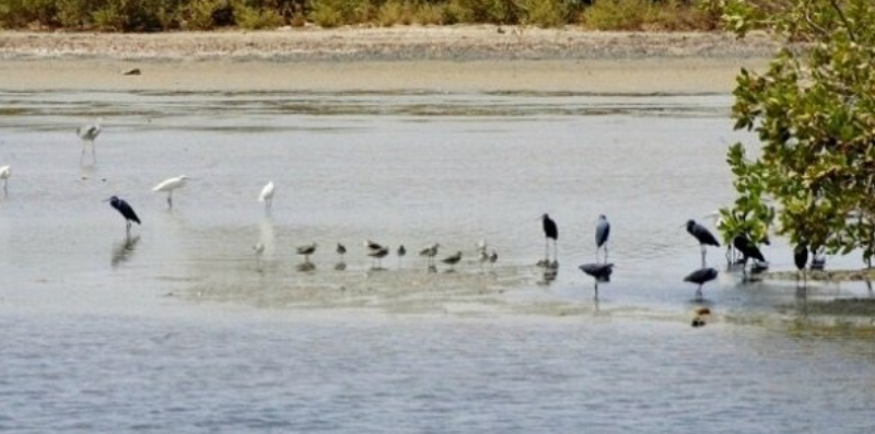 Réserve naturelle communautaire de Palmarin : Le conservateur favorable à un nouveau statut juridique