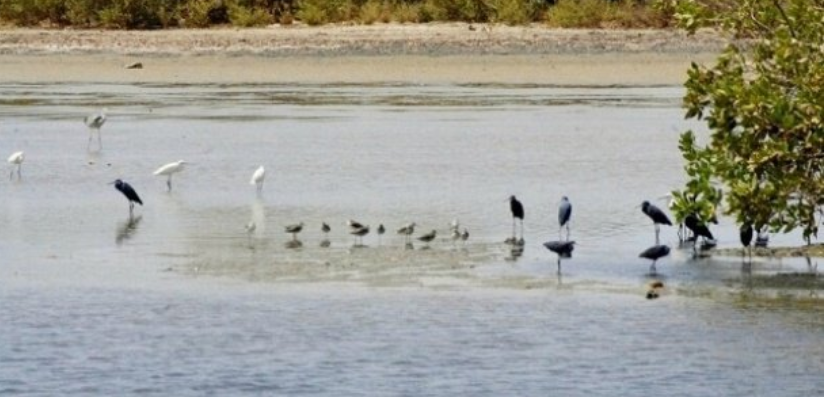 Réserve naturelle communautaire de Palmarin : Le conservateur favorable à un nouveau statut juridique