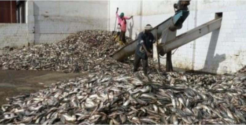 FLORAISON DES USINES DE FARINE ET HUILE DE POISSON : ALERTE SUR LES RISQUES L’EFFONDREMENT DES RESSOURCES HALIEUTIQUES