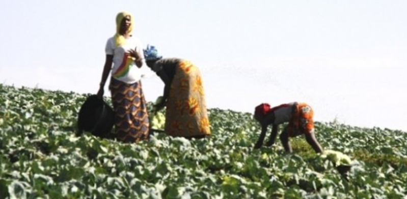 Développement de l’agriculture : ONGs et OP promeuvent l’agriculture biologique en Afrique