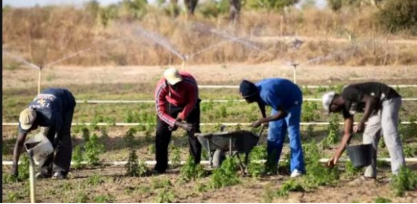 Stratégie nationale de mécanisation agricole : Vers la création de 28 000 emplois