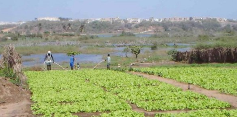 Tournée dans les Niayes: Les maraîchers posent leurs doléances à Aminata Assome Diatta