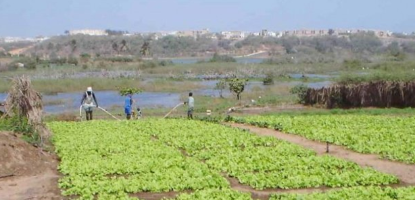 Tournée dans les Niayes: Les maraîchers posent leurs doléances à Aminata Assome Diatta