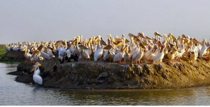 Cadre mondial pour la biodiversité : Le Sénégal plaide pour «une harmonie avec la nature»