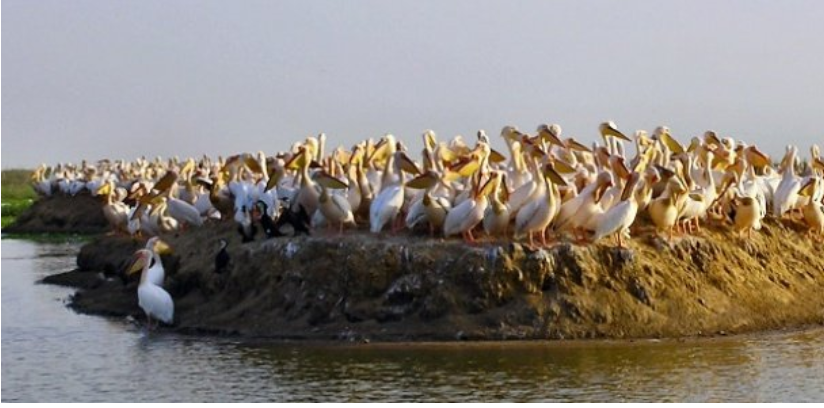 Cadre mondial pour la biodiversité : Le Sénégal plaide pour «une harmonie avec la nature»