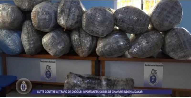 Trafic de drogue : La gendarmerie saisit 860 kg de chanvre indien, entre Thiès et Dakar, 08 personnes interpellées