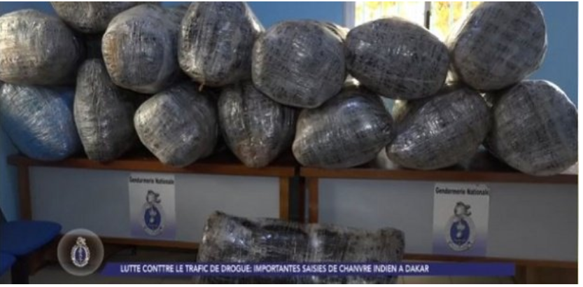 Trafic de drogue : La gendarmerie saisit 860 kg de chanvre indien, entre Thiès et Dakar, 08 personnes interpellées