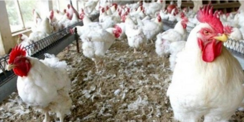 Korité : risque de pénurie de poulets à Diourbel