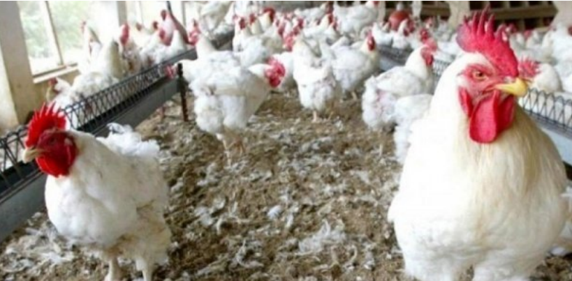 Korité : risque de pénurie de poulets à Diourbel