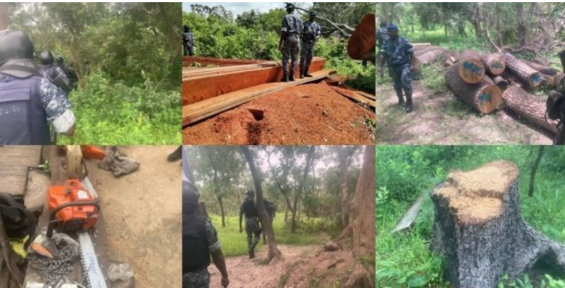 Trafic illicite de bois en Casamance : La gendarmerie fait tomber des réseaux à Samine et à Tanaff