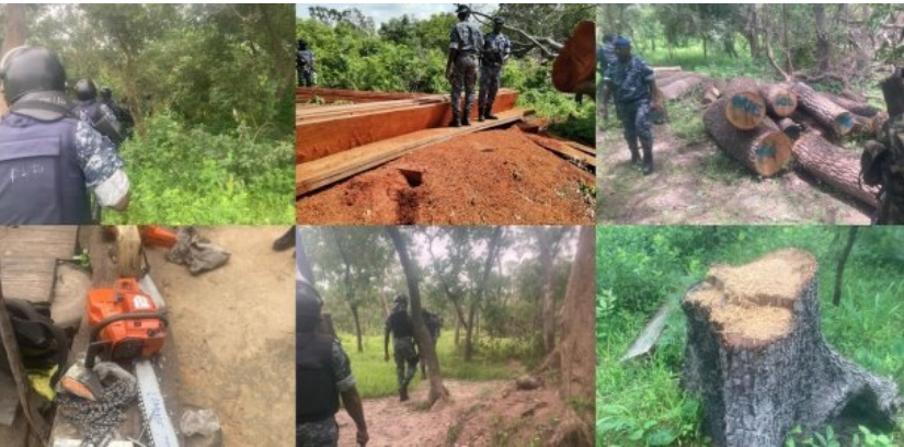 Trafic illicite de bois en Casamance : La gendarmerie fait tomber des réseaux à Samine et à Tanaff