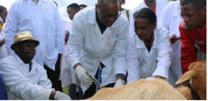 Éradication de la peste des petits ruminants en 2030 : Le Sénégal face à la réticence à la vaccination de certains éleveurs