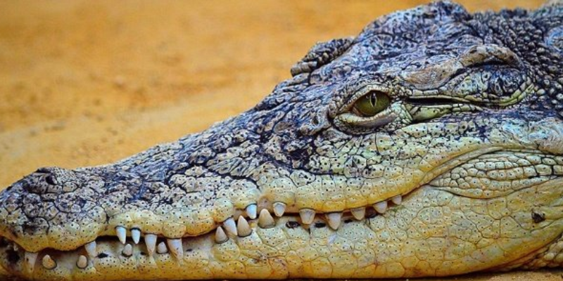 Alerte maximale à Podor : Les pêcheurs annoncent la présence d’alligators et de crocodiliens dans le fleuve