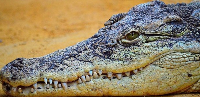 Alerte maximale à Podor : Les pêcheurs annoncent la présence d’alligators et de crocodiliens dans le fleuve