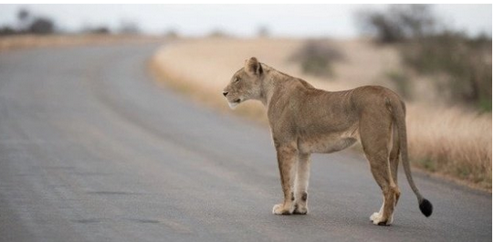 Kédougou : un lion sème la peur