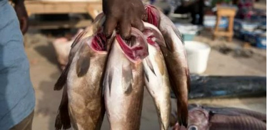 Kolda : Deux pêcheurs abattus sur la rive du fleuve Kayanga par des voleurs de poissons