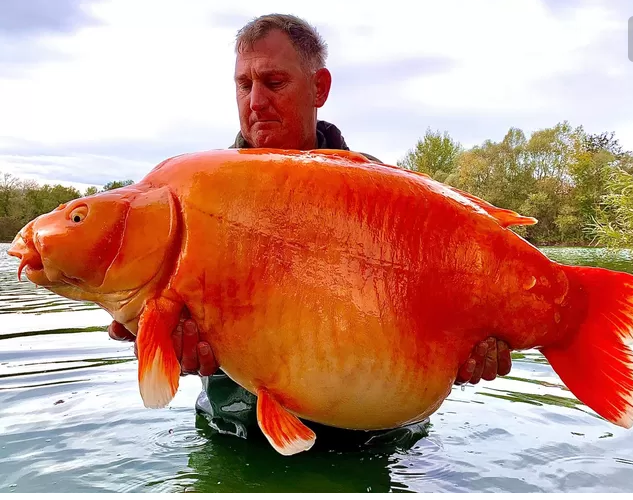 L’un des plus grands poissons rouges du monde pêché dans un lac français