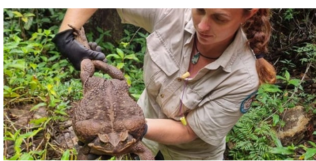 Un crapaud géant de 2,7 kg découvert en Australie