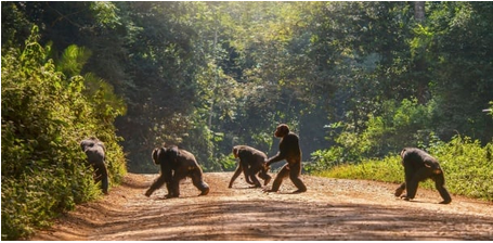 Guinée : des chimpanzés agressent un enfant et tentent de l’enlever