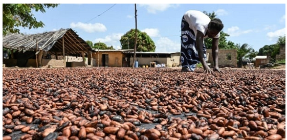 Cacao: la Côte d’Ivoire suspend la vente de contrats d’exportation en raison des intempéries