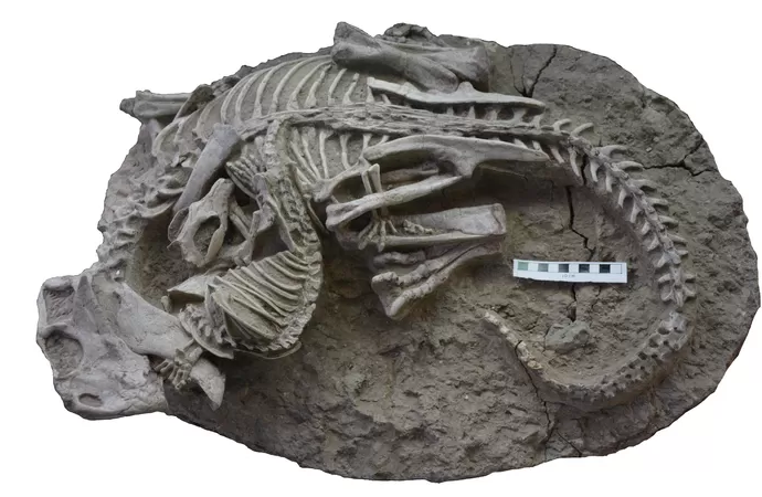 Incroyable découverte en Chine d’un fossile de mammifère croquant un dinosaure