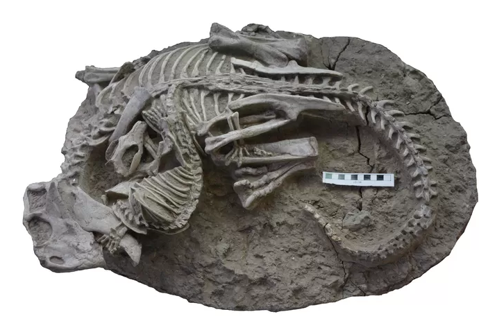 Incroyable découverte en Chine d’un fossile de mammifère croquant un dinosaure