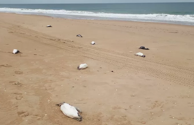 Près de deux mille manchots retrouvés morts en dix jours sur les côtes de l’Uruguay