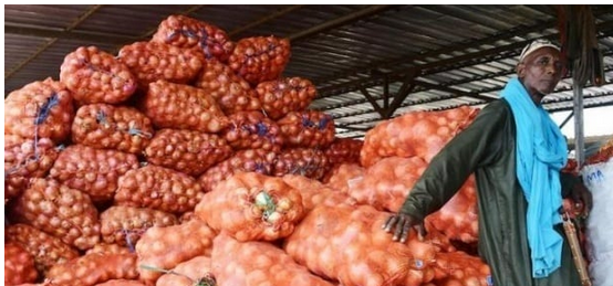 Le Sénégal consomme près de 380 mille tonnes d’oignon par an