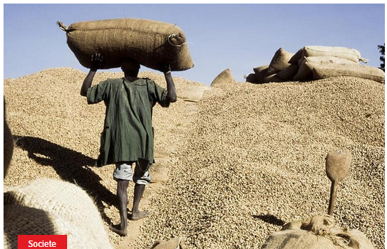 Lenteur dans la commercialisation de l’arachide : les producteurs du Saloum dans la consternation