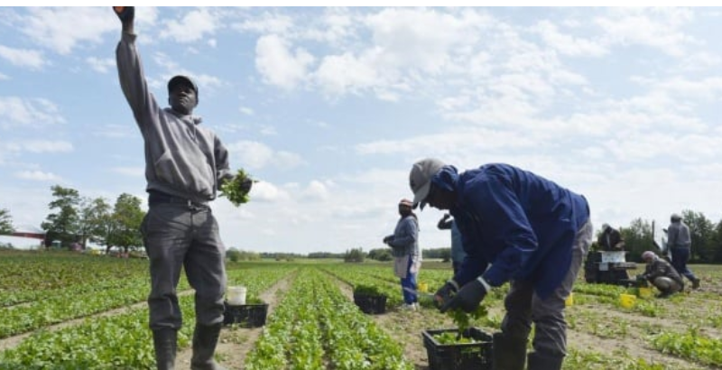 Italie : plus de 15 000 Sénégalais travaillent dans les champs agricoles