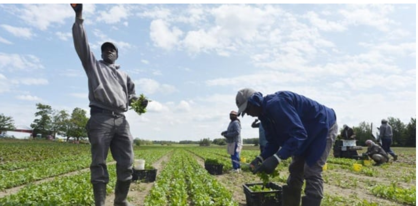 Italie : plus de 15 000 Sénégalais travaillent dans les champs agricoles