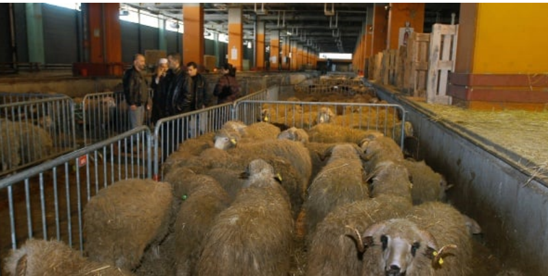 Aïd-el-Kébir à Nice : les autorités musulmanes rappelées à l’ordre par le préfet sur l’abattage des moutons