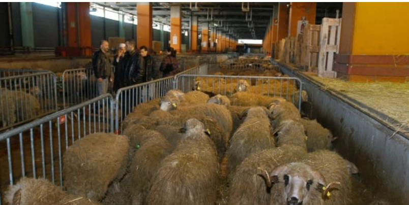 Aïd-el-Kébir à Nice : les autorités musulmanes rappelées à l’ordre par le préfet sur l’abattage des moutons