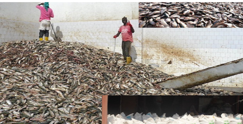 Les usines de farine de poisson : Un danger pour l’économie et l’environnement au Sénégal