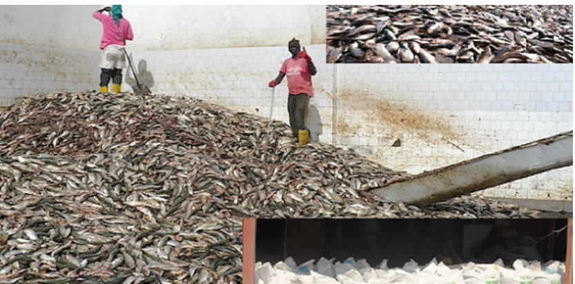 Les usines de farine de poisson : Un danger pour l’économie et l’environnement au Sénégal