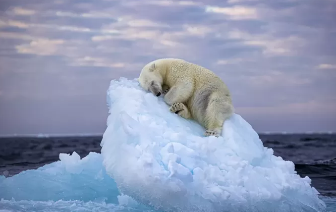 Les ours polaires de plus en plus proches des humains au Canada: la méthode des scientifiques pour les éloigner