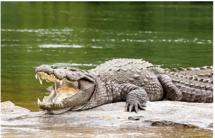 Un pêcheur attaqué par un crocodile devant sa femme et ses enfants en Australie: des “restes humains” découverts dans la gueule du reptile