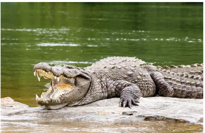 Un pêcheur attaqué par un crocodile devant sa femme et ses enfants en Australie: des “restes humains” découverts dans la gueule du reptile