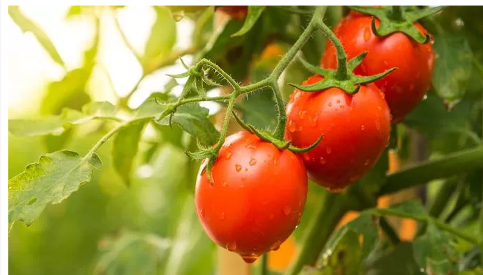 Un insecte destructeur pour les fruits et légumes à nouveau repéré en Belgique