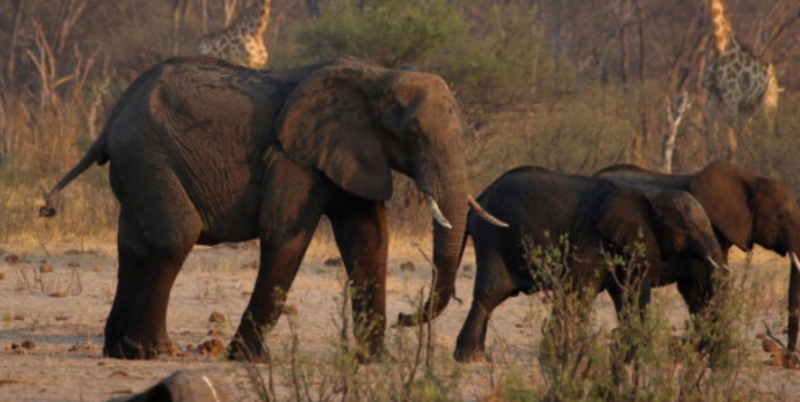 Namibie : des centaines d’animaux sauvages abattus en raison de la sécheresse