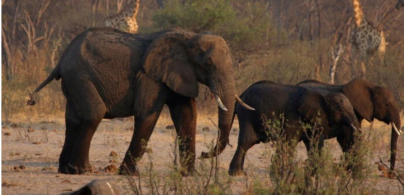 Namibie : des centaines d’animaux sauvages abattus en raison de la sécheresse