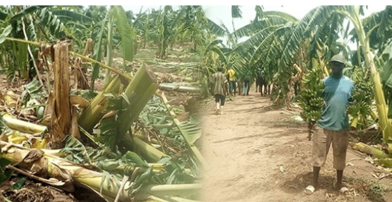 Inondations à Tambacounda : La filière banane en détresse face à des pertes colossales