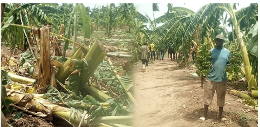 Inondations à Tambacounda : La filière banane en détresse face à des pertes colossales